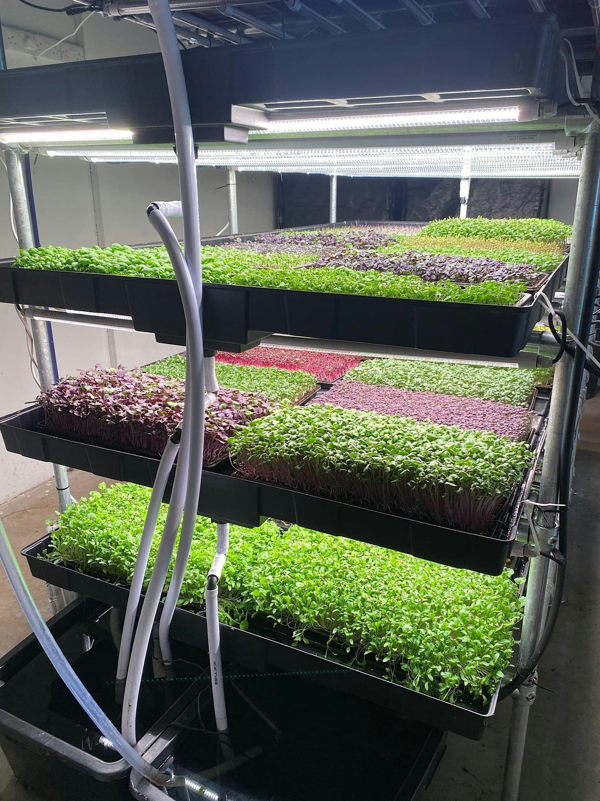 Small-Scale Commercial Microgreens Experience Day - New Forest